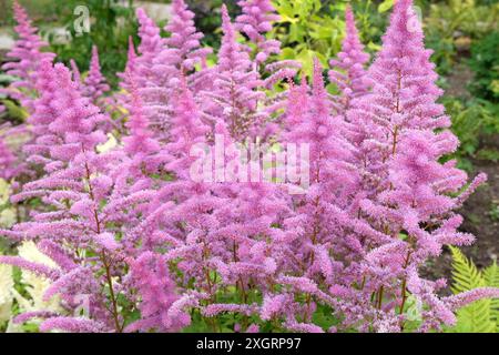 Rose Astilbe arendsii «Améthyste» en fleur pendant les mois d’été. Banque D'Images