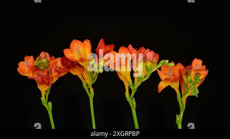 Quatre fleurs oranges -freesia- en rangée sur fond noir, abstraction, motif floral. Banque D'Images