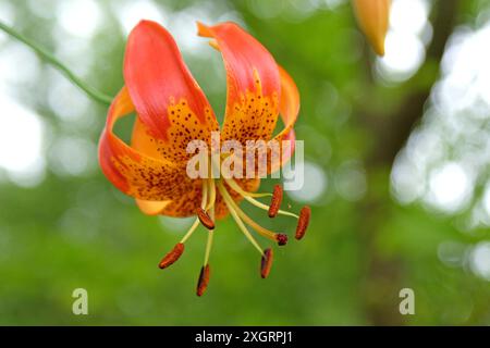 Orange et rouge, Lilium superbum, Turk’s Cap Lily, en fleur. Banque D'Images