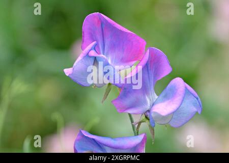 Bleu et rose Lathyrus odoratus, pois doux «Blue Shift» en fleur. Banque D'Images