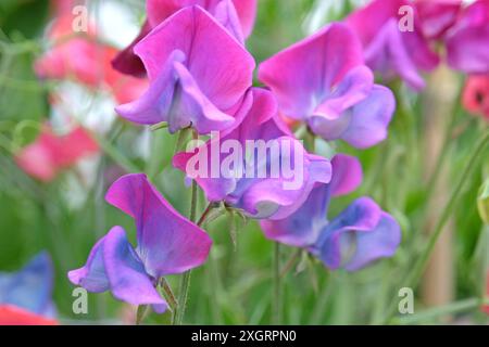 Bleu et rose Lathyrus odoratus, pois doux «Blue Shift» en fleur. Banque D'Images