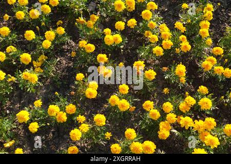 Beaucoup de fleurs de souci jaune comme tapis de fleurs dans le jardin dans la journée d'été ensoleillée vue de dessus en gros plan Banque D'Images