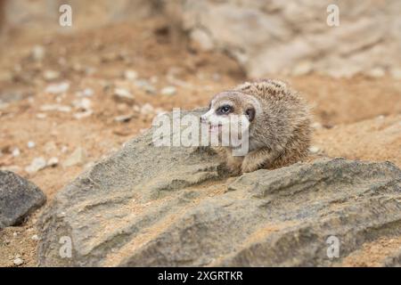 Suricat également connu sous le nom de Suricate avec bouche ouverte sur le rocher dans le jardin zoologique. Petite Mongoose africaine criant sur la pierre dans le zoo. Banque D'Images