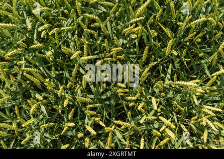 vue de dessus de blés verts frais. contexte agricole Banque D'Images