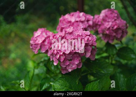 Hortensia rose, gros plan. Buisson à fleurs. Énorme hortensia dans le jardin avant. Hortensia violette et rose fleurie. Banque D'Images