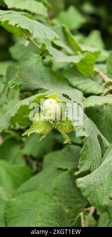 Fruits de noisettes vertes fraîches pas encore mûrs sur l'arbre Banque D'Images