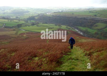 Homme solitaire marchant sur un chemin d'herbe à travers Bracken sous la pluie jusqu'à Lingmill l'une des collines Howgill dans le parc national des Yorkshire Dales, Angleterre, Royaume-Uni. Banque D'Images