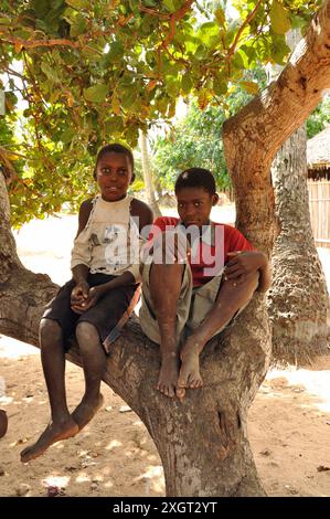 Les garçons des arbres, Ligogo, Inhambane, Mozambique Banque D'Images