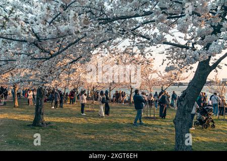 Washington, DC - 21 mars 2024 : des foules de touristes marchent autour du bassin de marée, appréciant les cerisiers en fleurs en pleine floraison Banque D'Images