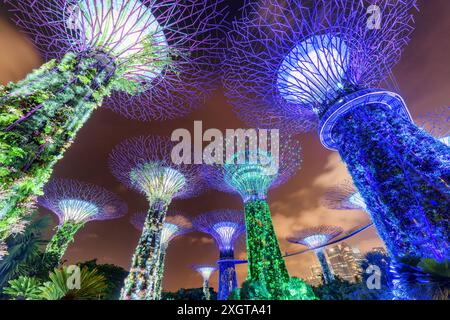 Singapour - 18 février 2017 : fabuleuse vue de fond de nuit sur les Supertrees et le Skyway à Gardens by the Bay. Banque D'Images