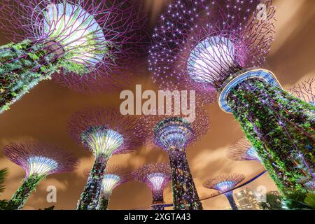 Singapour - 18 février 2017 : fabuleuse vue de fond de nuit sur les Supertrees et le Skyway à Gardens by the Bay. Banque D'Images