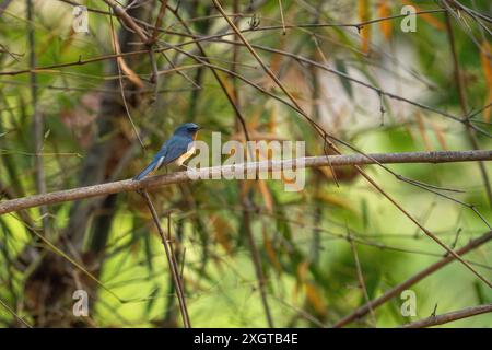 Hill Blue Flycatcher Banque D'Images