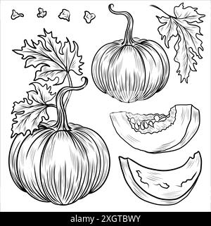 Collection d'illustrations vectorielles de citrouilles dessinées à la main. Croquis de plantes. Parfait pour recettes, menu, étiquette, icône, emballage. Contours de citrouilles vintage. Illustration de Vecteur