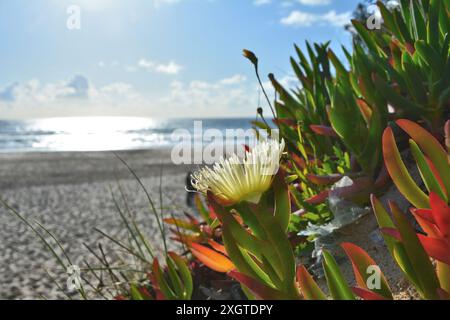 Fleurs de Carpobrotus edulis à la plage au Portugal. Banque D'Images