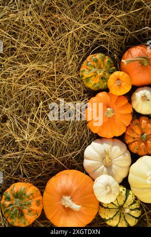 Citrouilles et courges sur fond de paille. Toile de fond vintage d'automne. Banque D'Images