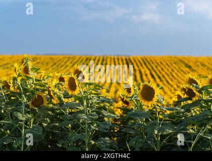 Tournesol en pleine fleur dans le champ des tournesols Banque D'Images