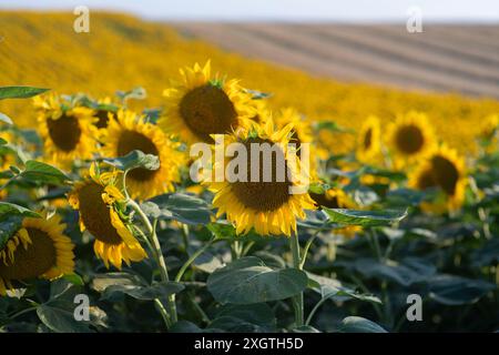 Tournesol en pleine fleur dans le champ des tournesols Banque D'Images
