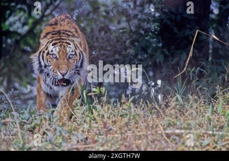 Le tigre de Sibérie ou tigre de l'amour est une population de la sous-espèce de tigre Panthera tigris tigris originaire de l'extrême-Orient russe, du nord-est de la Chine et de po Banque D'Images