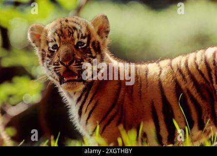 Le tigre (Panthera tigris) est un membre du genre Panthera et la plus grande espèce vivante de chat originaire d'Asie. Banque D'Images