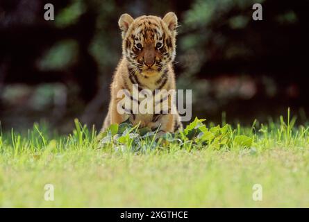 Le tigre (Panthera tigris) est un membre du genre Panthera et la plus grande espèce vivante de chat originaire d'Asie. Banque D'Images