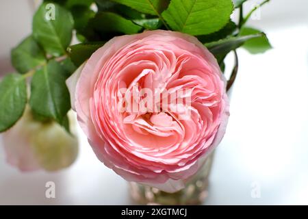 Fleur de rose de Bush Pierre de Ronsard. Roses roses et blanches Eden Rose 85 en pleine floraison. Banque D'Images