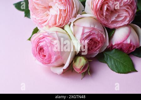 Bouquet de fleurs roses d'arbuste rose Pierre de Ronsard (Eden Rose 85) sur fond rose. Banque D'Images