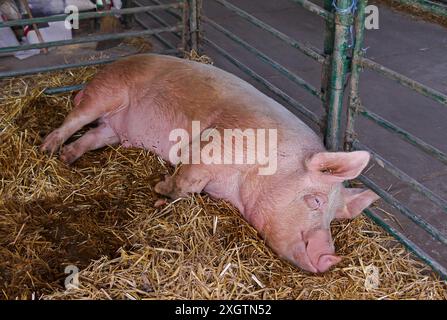 Gros porc pondant sur le foin dans la boue à l'intérieur de la ferme agricole Banque D'Images