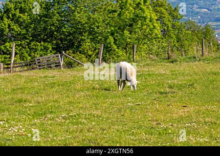 Mouton seul au milieu du champ d'herbe verte Banque D'Images