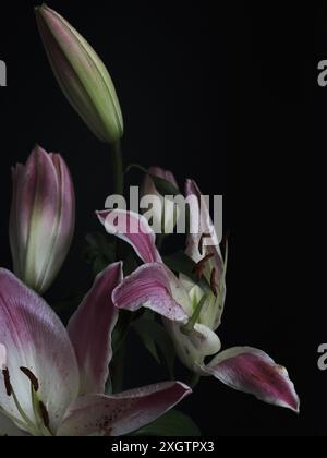 Une image en gros plan de lys roses et blancs éclatants sur un fond noir dur la texture délicate des fleurs et l'interaction subtile de LIG Banque D'Images