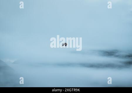 Oiseau faucon volant le long du fjord et de la montagne brumeuse lors d'une journée sombre à Milford Sound Banque D'Images