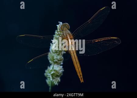 Une superbe photo macro capturant une libellule sympetrum délicatement descendue sur une fleur d'herbe, sur un fond sombre, mettant en évidence les détails complexes Banque D'Images