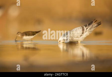 Capturé dans une douce lumière dorée, un pigeon rocheux boit dans une flaque peu profonde tandis qu'un piper de sable commun (Actitis hypoleucos) se nourrit à proximité, mettant en valeur le p Banque D'Images