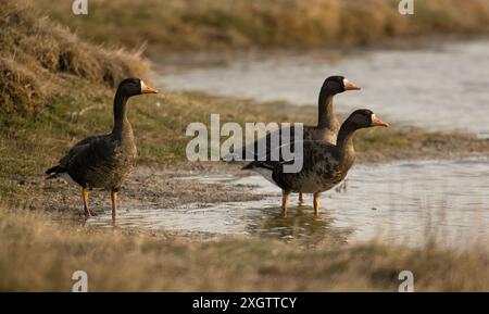 Une image sereine capturant trois plus grandes oies à front blanc dans leur habitat naturel, debout près d'un plan d'eau Banque D'Images