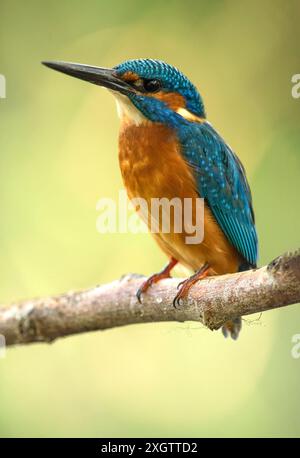 Un Kingfisher coloré, en particulier Alcedo atthis, repose élégamment sur une brindille sur un fond vert doux, mettant en valeur son plu bleu vif et orange Banque D'Images