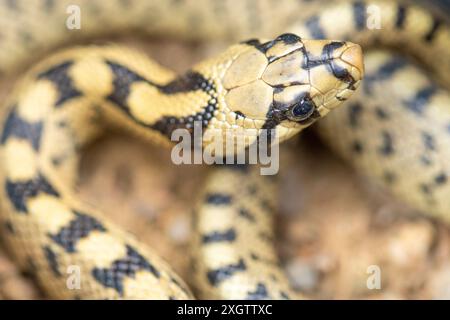Image détaillée montrant la tête et les écailles de Zamenis scalaris, une espèce de serpent non venimeux originaire du sud de l'Europe, avec un accent sur ses subtilités Banque D'Images