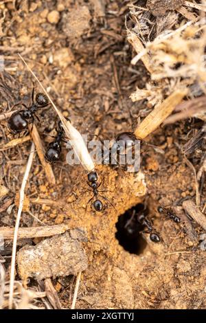 Une macro-photographie haute résolution capturant plusieurs fourmis noires, probablement des espèces de Formica, alors qu'elles se livrent à diverses activités autour de l'entrée du t Banque D'Images