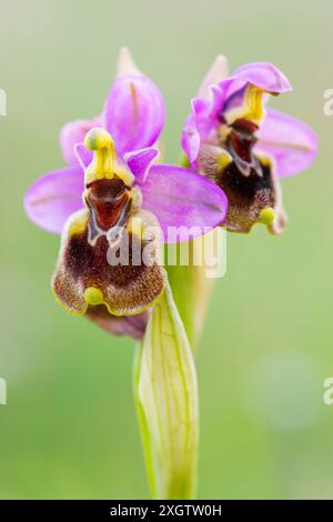 Une image en gros plan montrant la structure détaillée et les couleurs vibrantes de deux ophrys tenthredinifer, soulignant leur beauté unique sur un vert doux Banque D'Images