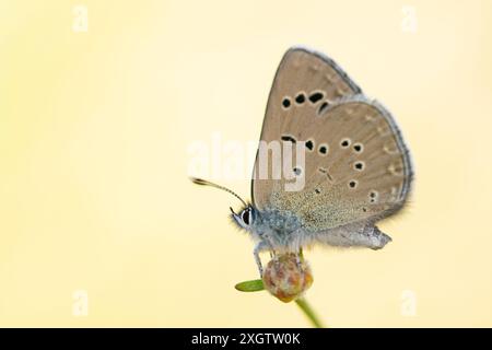 Un gros plan attrayant d'un Glaucopsyche melanops, également connu sous le nom d'écailles bleues, perché délicatement sur une tige de plante sur un fond jaune serein, sh Banque D'Images