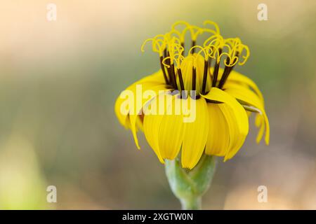 Cette image présente une vue rapprochée d'une fleur jaune avec des pétales jaunes détaillés et des étamines bouclées sur un fond doux et flou, parfaitement capt Banque D'Images
