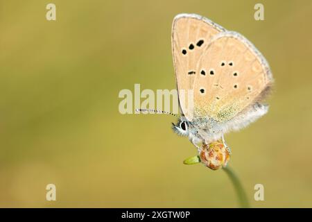 Une image détaillée en gros plan capturant un Glaucopsyche melanops, communément appelé Blue Scales, perché délicatement sur une tige de plante verte, avec un soft-foc Banque D'Images