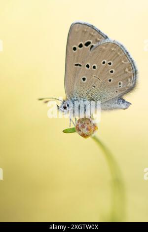 Un Glaucopsyche melanops, communément appelé Blue Scales, perché délicatement sur une tige de plante vert vif sur un fond jaune doux. Banque D'Images