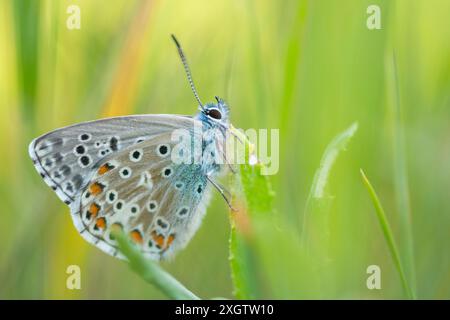 Une photographie en gros plan capturant les marques détaillées d'un papillon Polyommatus celina ou Icare mauresque, perché délicatement sur une feuille verte dans un lus Banque D'Images