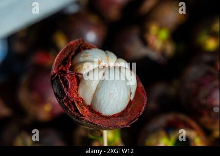 Un gros plan détaillé d'un mangoustan fraîchement ouvert montrant le fruit blanc juteux à l'intérieur, photographié à Bangkok, en Thaïlande. Banque D'Images