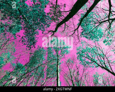 Une vue fascinante d'en bas d'une canopée forestière, avec les feuilles et les branches modifiées numériquement dans des tons vifs de rose et de vert, créant une étrange Banque D'Images