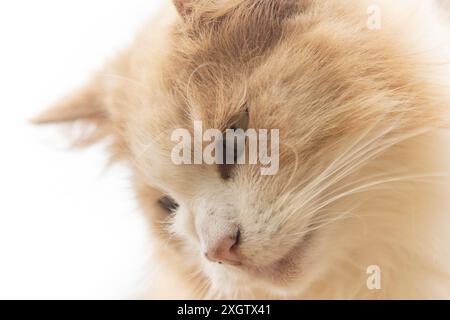 Une image en gros plan d'un chat beige moelleux avec une expression sereine, regardant loin de la caméra. Banque D'Images