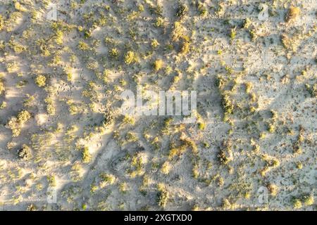 Plan aérien capturant les textures complexes et la végétation subtile des Bisti Badlands, montrant les motifs vus d'en haut Banque D'Images