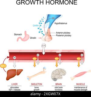 Hormone de croissance. Somatotropine. Axe HPS hypothalamo-hypophyso-somatotrope. La GH stimule le foie de la libération d'IGF-1. Gros plan d'un hypothalamus Illustration de Vecteur