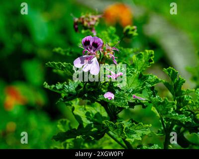 Géranium d'Oakleaf, Pelargonium quercifolium, en fleur. De l'Afrique du Sud. Banque D'Images