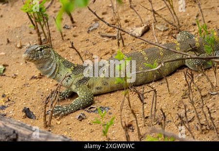 Le moniteur du Nil ou de l'eau est le plus grand lézard d'Afrique. Ce sont des reptiles intelligents et alertes qui sont des chasseurs actifs ainsi que des charognes. Banque D'Images