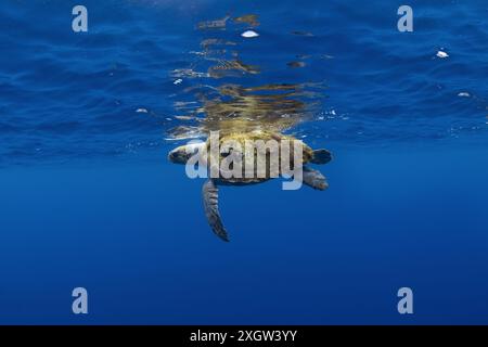 Curieuse tortue caouanne près de la surface. Tortue de mer nage dans l'océan Atlantique. Tortue rare en pleine mer. Banque D'Images